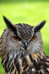 Naklejka premium Owl portrait close-up on a meadow