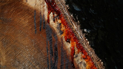 Large pieces of wood, visible texture and melted sap