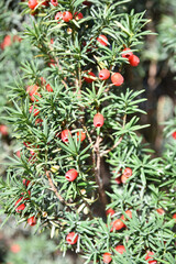 Fruits du taxus baccata en été