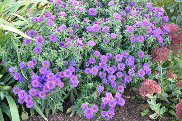 Obraz premium Aster dumosus en automne au jardin
