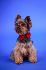 Frontal portrait of a long haired Yorkshire terrier with a red bow tie around his neck. The dog sits in the studio on a blue gradient background. Vertical shot. Close up.