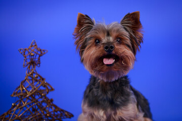 Naklejka premium A funny Yorkshire terrier smiles at the camera, sticking out his pink tongue. The dog sits near a Christmas tree made of golden wire on a blue background in the studio. Close up.