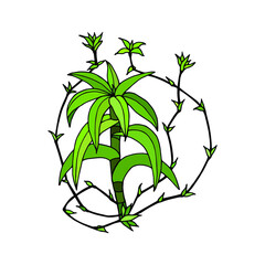 Healing plant Golden Us. Vector stock illustration eps10. Hand drawing.
