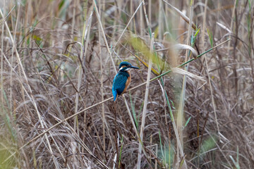 A blue bird named Kingfisher lying on a cane branch on its natural habitat