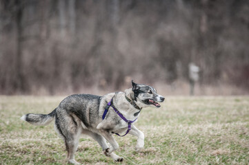 Running during lure coursing