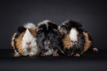 Three multicolored domestic long haired guinea pigs (Cavia porcellus) sitting in a row and looking into the camera, isolated on a black background