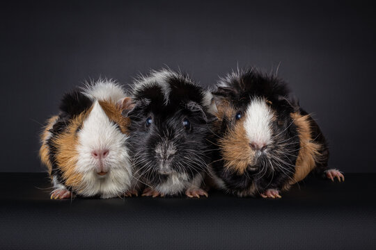 Three multicolored domestic long haired guinea pigs (Cavia porcellus) sitting in a row and looking into the camera, isolated on a black background
