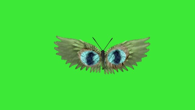 fantasy colorful Fairy Butterflies moving loop green screen 