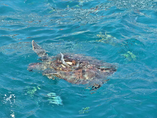 Obraz premium blurred surface seawater and loggerhead sea turtle also known as Caretta is swimming under Andaman sea, Blurred photography cause of water.