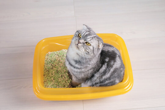 A gray striped Scottish Fold cat in an orange tray filled with tofu. Pet hygiene concept, cat litter.