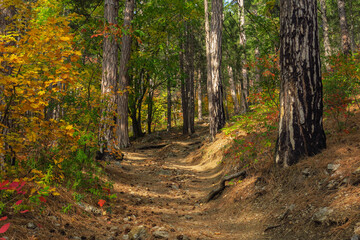 Autumn mountain forest view. Forestl in autumn mountains. Autumn forest in mountains. Autumn mountain landscapeю Crimea