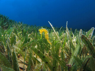  Hippocampus jayakari seahorse in the seagrass  © Nina