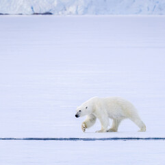 Naklejka na ściany i meble Image of polar bears in Svalbard