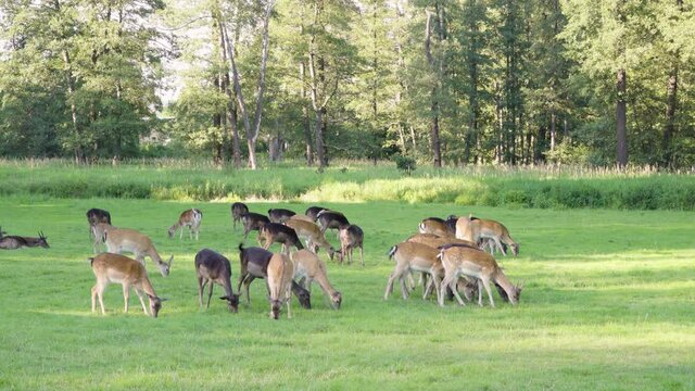 A herd of fallow deer grazes in a meadow by a forest on a sunny day