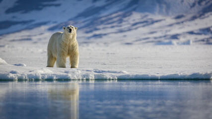 Image of polar bears in Svalbard - obrazy, fototapety, plakaty