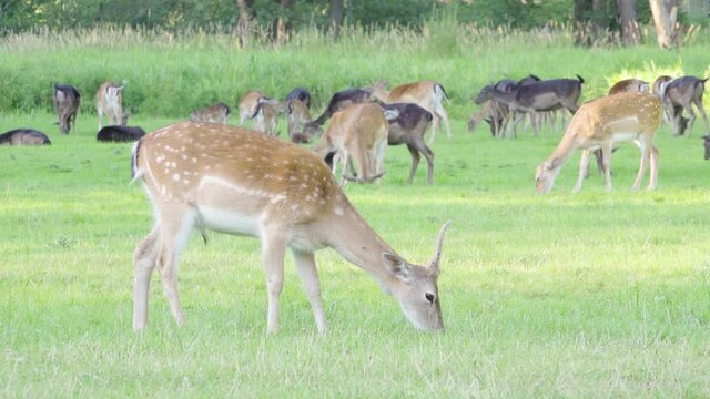 A fallow deer fawn grazes in a meadow by a forest on a sunny day - a herd of fallow deer in the background