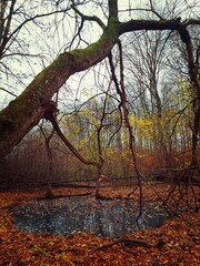 autumn in the park