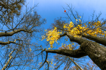 Autumn maple trees with yellow autumn leaves on branches swaying in the wind on blue sky in background.