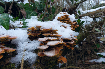 Flammulina velutipes (Velvet Shank, Winter Mushroom) among the snow on an old log