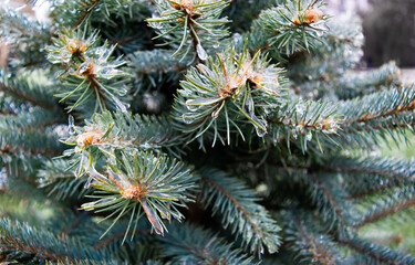 Naklejka na ściany i meble Twigs of blue spruce covered with ice close-up. The sharp drop in temperature froze the raindrops. Macro.