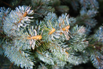 Twigs of blue spruce covered with ice close-up. The sharp drop in temperature froze the raindrops. Macro.