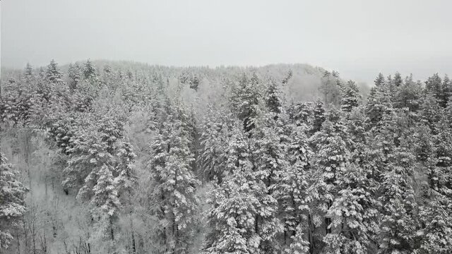 Aerial photography of the winter forest. Tall pine trees covered with snow