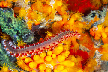 bearded fireworm ,Hermodice carunculata i
