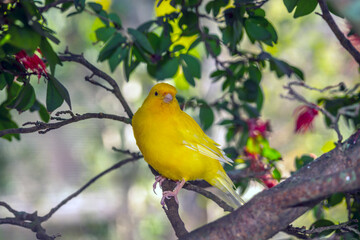 yellow canary,Crithagra flaviventris  i
