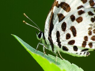 Beautiful butterfly descends on the flower & leaf in early morning