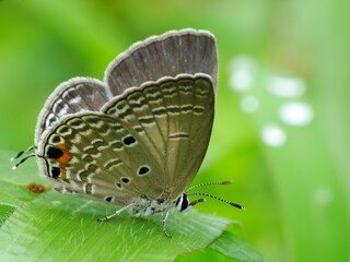 Beautiful butterfly descends on the flower & leaf in early morning