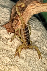 Close up of scorpion.