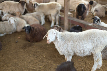 Obraz premium Group of sheep at the farm in the morning Pets concept