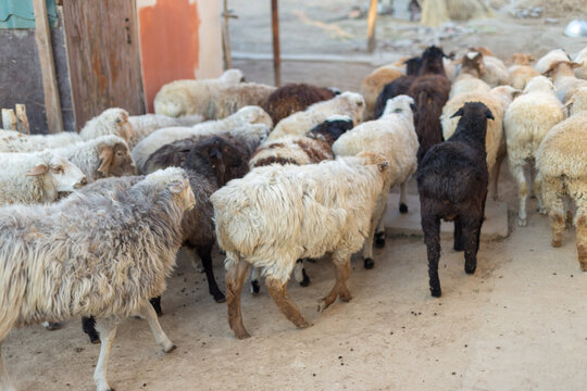 A group of sheep on the farm in the morning, the domestic animals go to the pasture.