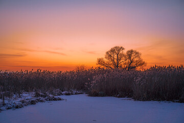 Fototapeta na wymiar Winter sunset over the frozen river with dry grass, gradient sky and isolated tree