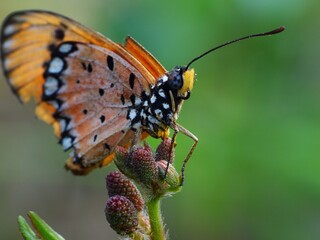 Beautiful butterfly descends on the flower & leaf in early morning