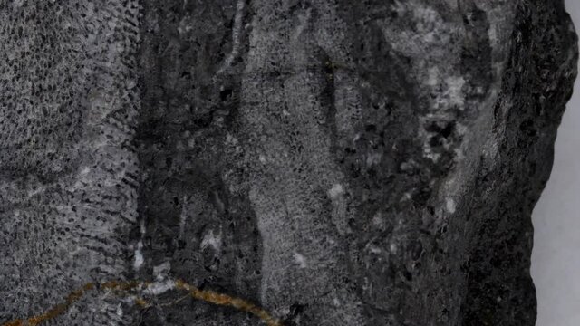  limestone with Bryozoa fossils on turn table