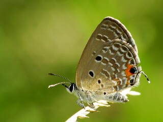 Beautiful butterfly descends on the flower & leaf in early morning
