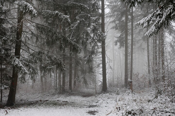 Foggy morning in a snowy winter forest
