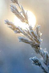 winter Sunny day, stems and branches of plants in a brilliant frosty frost, defocus light