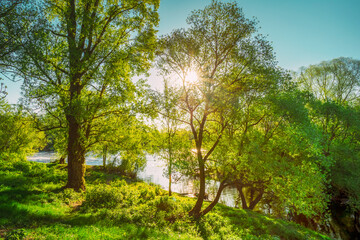 Fototapeta premium Sun Shining Through Branch And Foliage Of Oak Tree At Spring Season. Deciduous Forest Summer Nature In Sunny Day