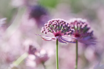 Astrantia major