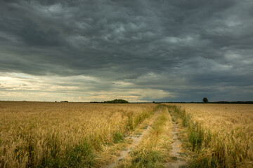 Fototapeta premium Dirt road in a grain field and dark clouds on the sky