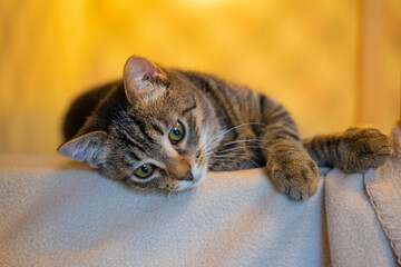 Portrait of a five month old kitten on yellow background
