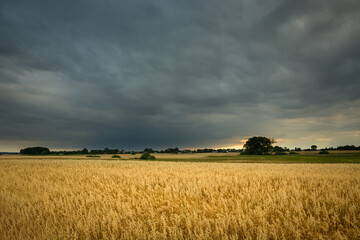 Field of golden oats and dark stormy clouds