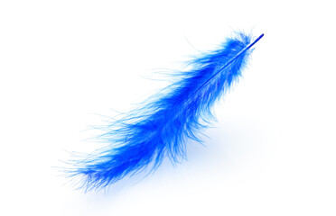 Blue dyed ostrich feather close up isolated on the white background