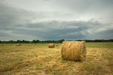 Fototapeta na wymiar Round hay bales on the field and gray clouds on the sky