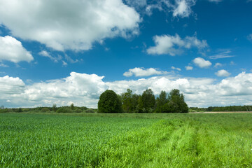 Green field, trees and white clouds on blue sky