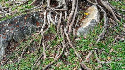 Gardens and Landscapes 