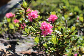 Alpenrose