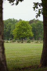 tree in the field
